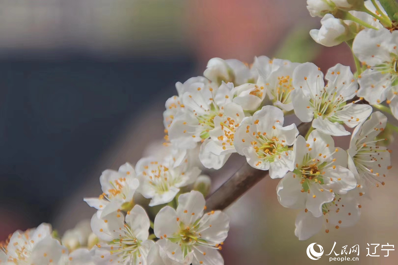 遼寧鞍山：春光無限好 梨花競相開 人民網(wǎng) 王斯文攝